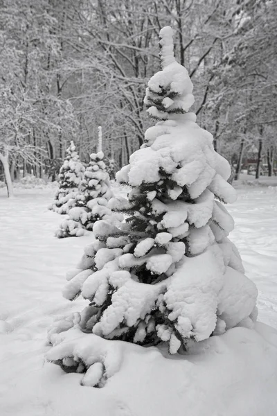 雪の中のツリー — ストック写真