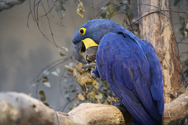 Blue parrot Hyacinth Macaw eating breakfast