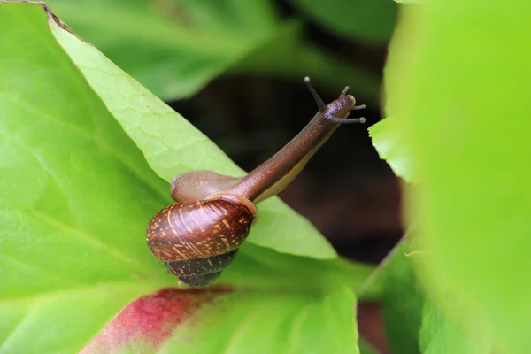 Snail Climbing Stretching Leaf — Stock Photo, Image