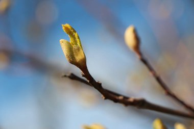 İlk bahar yumuşak tomurcuklu ve dalları
