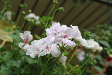 Güzel beyaz ve pembe Sardunya Sardunya çiçekler