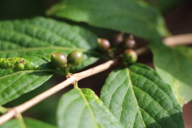 Yeşil kahve çekirdekleri ile kahve ağacı dalı üzerinde bırakır