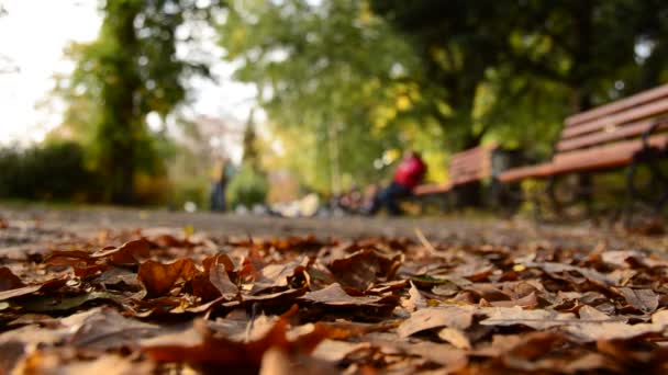 Gevallen Bladeren Herfst Park Vloer — Stockvideo