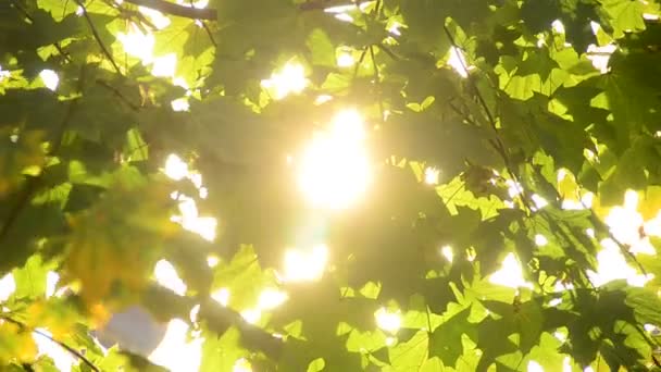 Frischer Grüner Baum Hinterlässt Sonnenstrahlen — Stockvideo