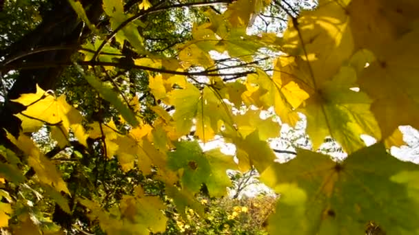 Fresh Green Tree Leaves Sunlight Sunbeams — Stock Video