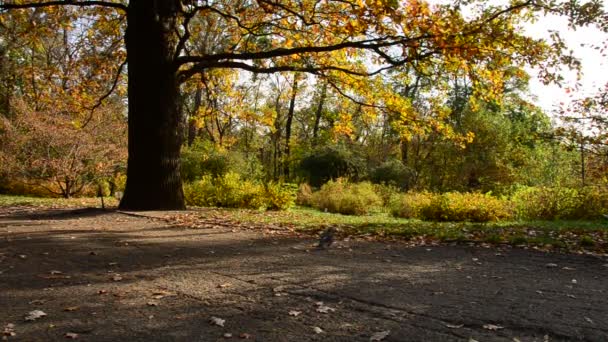 Tauben Städtischen Herbstpark — Stockvideo