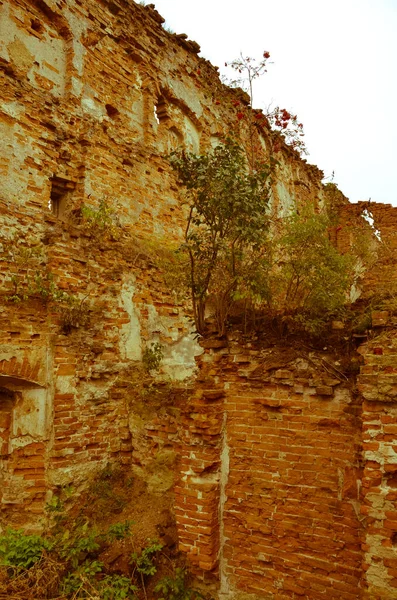 view of old building ruins with bushes