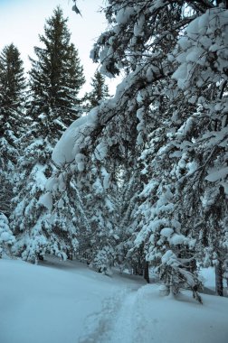 Kış sahnesinde karlı çam ağaçları