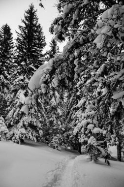 Kış sahnesinde karlı çam ağaçları