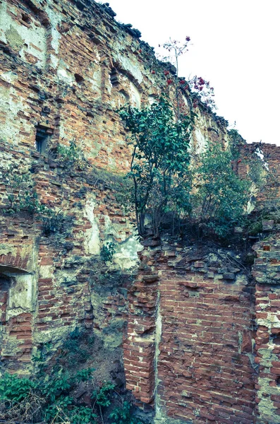 Vista Vecchie Rovine Edifici Con Cespugli — Foto Stock