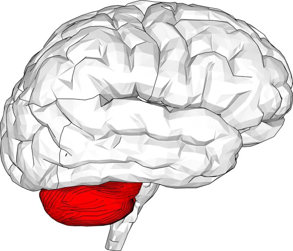 Λευκό Ανθρώπινο Εγκέφαλο Κόκκινο Χρώμα Μέρος — Διανυσματικό Αρχείο