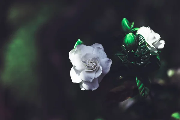 White rose in a sea of green