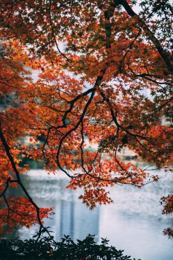 Tokyo Japonya sonbahar yaprakları 