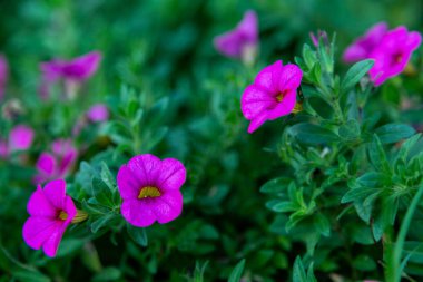 Güzel, yeşil bir geçmişi olan çiçekler.