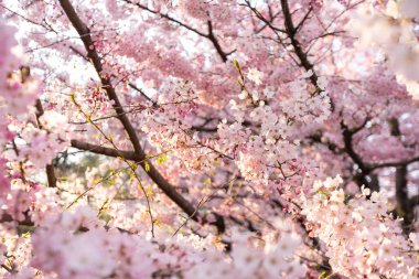 Gün batımı sırasında kiraz çiçeği ağacı