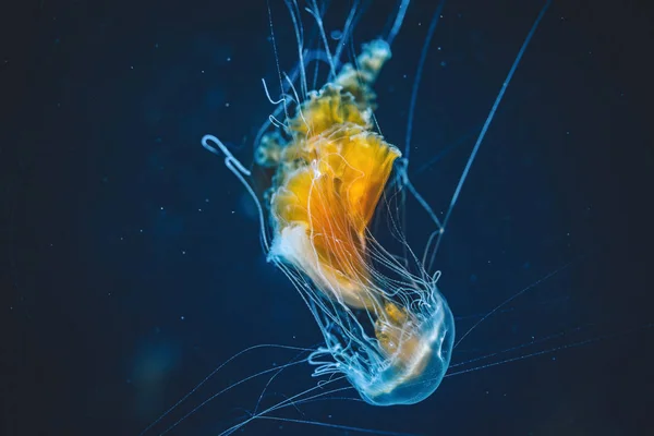 Mysterious Space Creature in our oceans that we call Jellyfish