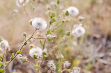 Çimenler klasik tonda çiçek açıyor.