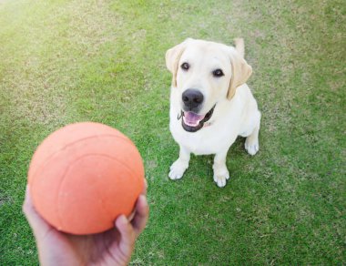 Labrador Retriever kırmızı topla oynuyor.