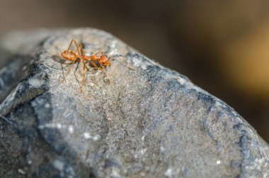 Kırmızı Karınca, Weaver Karıncaları (Oecophylla smaragdina)