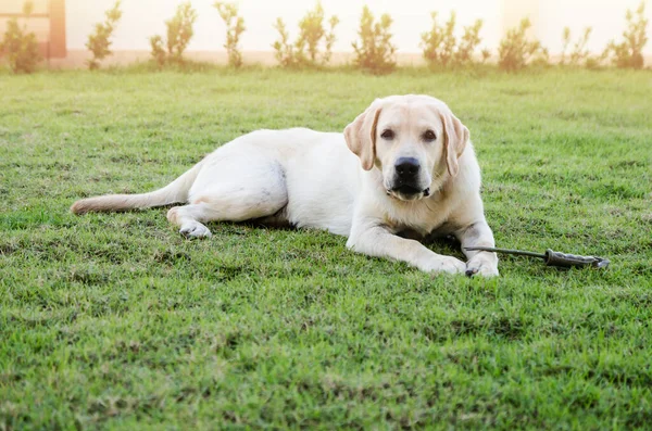 Gele Labrador Retriever Groen Grasveld — Stockfoto