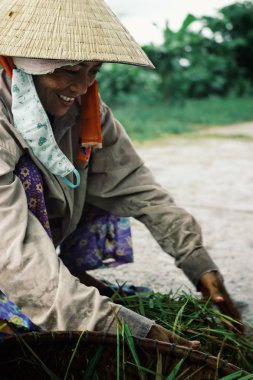 Renk tonu / Vietnam - 5 Ağustos 2010: genç kadın bir sepet içinde geleneksel bir koni şapka için yerden Sebze toplama