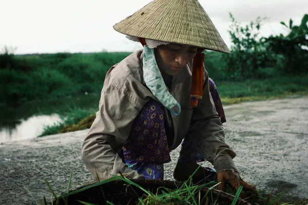 Barwa Wietnam Sie 2010 Młoda Kobieta Zbieranie Warzyw Ziemi Koszyka — Zdjęcie stockowe