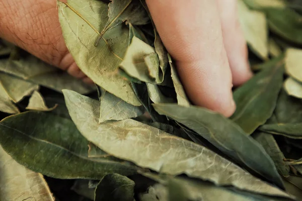 sorting dried coca leafs in a small woven basket, Santa Cruz de la Sierra, Bolivia