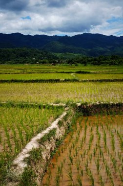 Luang Namta / Laos - 06 Temmuz 2011: pirinç alanları tepeler ve dağlar içinde belgili tanımlık geçmiş