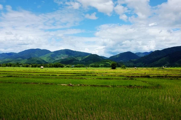 Luang Namta Laos 2011年7月6日 以丘陵和山脉为背景的稻田 — 图库照片