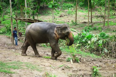 Luang Namta / Laos - 06 Temmuz 2011: günlükleri ormandan gelen çekme uzun bir günden sonra eve yürüyerek bir orman çalışma fil