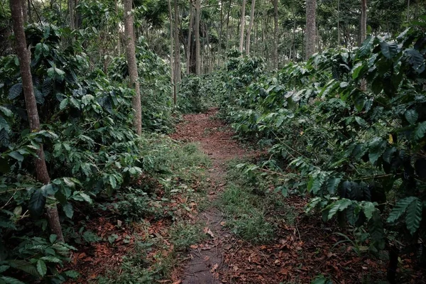 Villa Amboro Bolivia Oct 2018 Perkebunan Kopi Robusta Terorganisir Dengan — Stok Foto