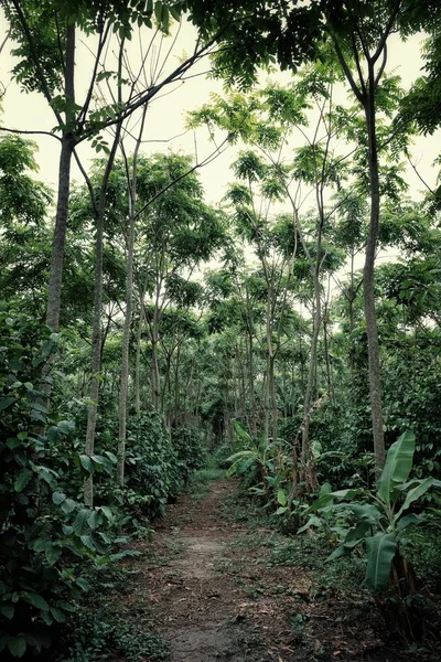 Villa Amboro Bolivia Oct 2018 Perkebunan Kopi Robusta Terorganisir Dengan — Stok Foto