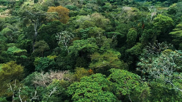 Citra Drone Udara Dari Hutan Hujan Taman Nasional Amboro Bolivia — Stok Foto