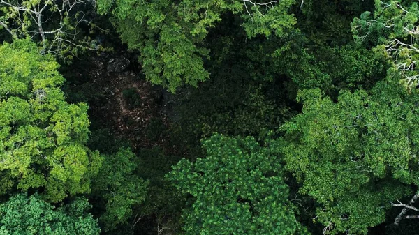 Imagen Aérea Del Dron Selva Tropical Parque Nacional Amboro Bolivia Fotos de stock libres de derechos