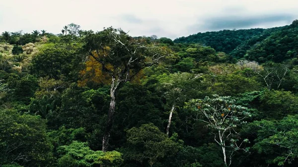 Citra Drone Udara Dari Hutan Hujan Taman Nasional Amboro Bolivia — Stok Foto