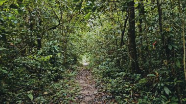 Amboro National Park / Bolivia - 10 OCT 2018 : tropical rainforest jungle path with lush vegetation clipart