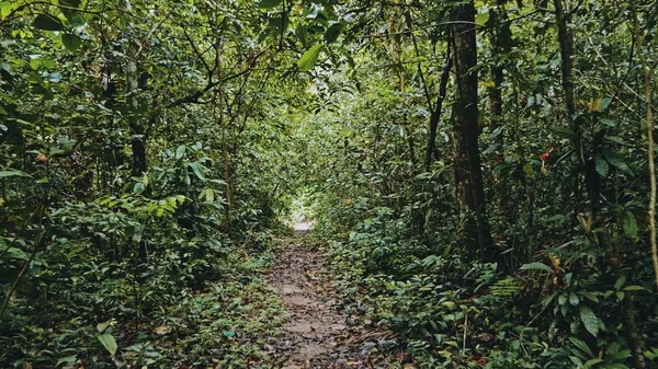 Taman Nasional Amboro Bolivia Oct 2018 Jalur Hutan Hujan Tropis — Stok Foto