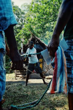 Fanla Köyü, Ambrym Adası yakın / Vanuatu Cumhuriyeti - 9 Temmuz 2016: genç çocuk kadar domuz dokuma palm evinin önünde bir kulüp ile kutlama için bir bağlı öldürmek