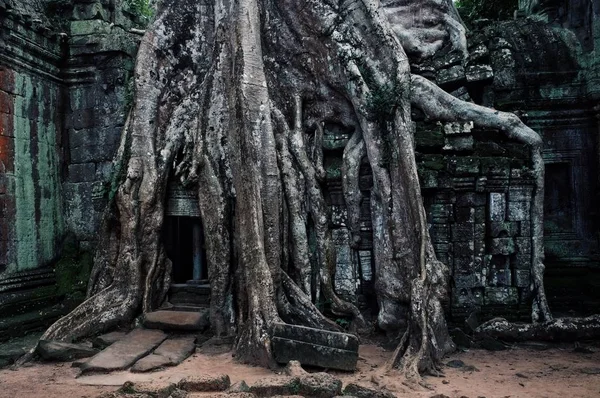 吴哥窟 柬埔寨 2011年10月22日 雨林合并和扎根在建筑内的最著名的寺庙之一 — 图库照片