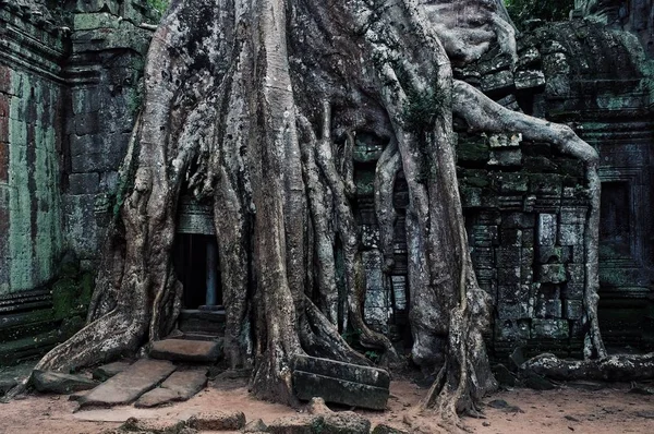 Angkor Wat, Siem Reap / Kamboçya - 22 Ekim 2011: nerede yağmur ormanları birleştirilmiş ve binanın içinde köklü en ünlü Tapınağı biri