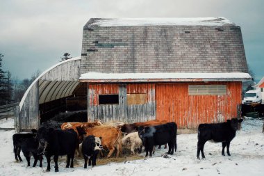 Vahşi dağ çiftlik, Canning, Nova Scotia / Kanada - 31 Aralık 2017: renkli bir kırmızı ahır inek sığır bir haystack kışın alanları kapsayan kar ile besleme ile bina