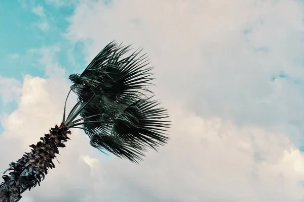 minimal graphic concept picture of palm tree in strong winds in front of storm clouds