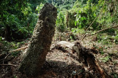Lolits Köyü, Espiritu Santo Adası / Vanuatu Cumhuriyeti - 10 Ağustos 2016: tarihi anlamı ile tropikal yağmur ormanları ormanın ortasında dini kutsal taş yapı