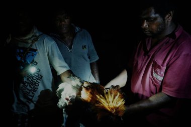 Lolits Köyü, Espiritu Santo Adası / Vanuatu Cumhuriyeti - 10 Ağustos 2016: teftiş ve bir sapan ile gün boyunca vurulduğu gece vahşi tavuk temizlik yerel adam