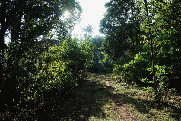 Desa Lolits Pulau Espiritu Santo Vanuatu Aug 2016 Jalan Utama — Stok Foto