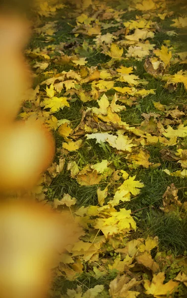 Dywan Żółty Autumn Odchodzi — Zdjęcie stockowe