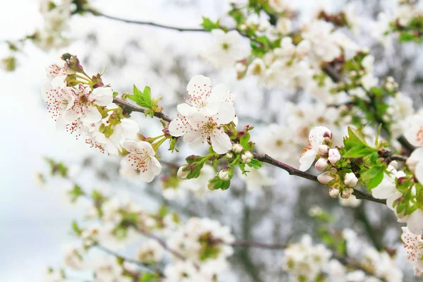 Branches of blossoming cherry with soft focus on blue sky background in sunlight. — Stock Photo, Image