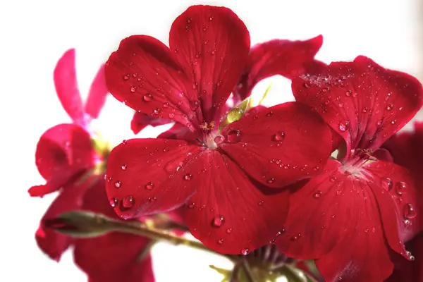 Blommor röd geranium närbild. Hem röd geranium på en vit bakgrund med droppar vatten. Makro. — Stockfoto