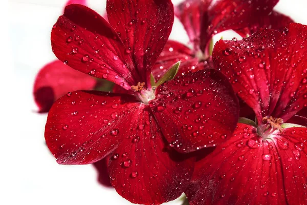 Flowers red geranium close up. Home red geranium on a white background with drops of water. Macro.