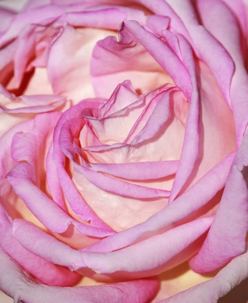 Słodki różowy róż w miękkim kolorze na Walentynki i tło ślubne — Zdjęcie stockowe